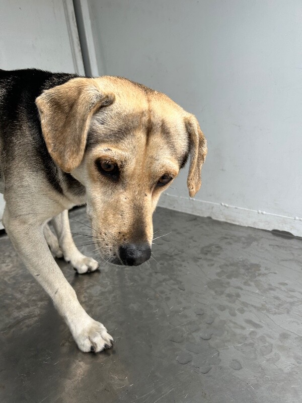 Shelter Stray Male Dog last seen Near S Sierra Nevada St, Stockton, CA 95205, USA, 1575 S Lincoln St, Stockton, CA 95206, USA