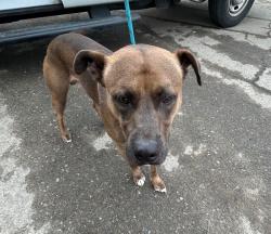 Shelter Stray Male Dog last seen Near Doctor M.L.K. Jr Blvd, Stockton, CA 95206, USA, 1575 S Lincoln St, Stockton, CA 95206, USA