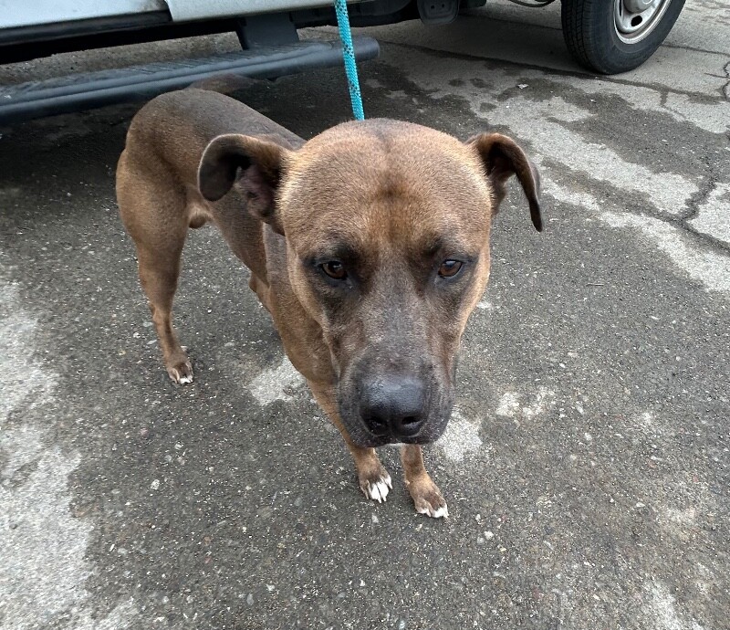 Shelter Stray Male Dog last seen Near Doctor M.L.K. Jr Blvd, Stockton, CA 95206, USA, 1575 S Lincoln St, Stockton, CA 95206, USA