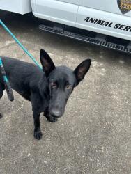 Shelter Stray Female Dog last seen Near Sycamore Ave, Stockton, CA 95205, USA, 1575 S Lincoln St, Stockton, CA 95206, USA
