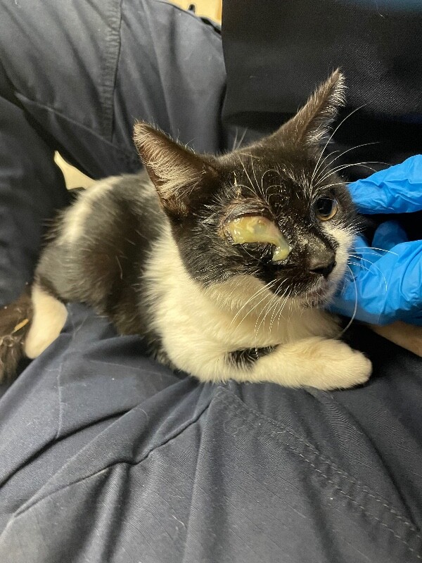 Shelter Stray Unknown Cat last seen Near N Wilson Way, Stockton, CA 95205, USA, 1575 S Lincoln St, Stockton, CA 95206, USA
