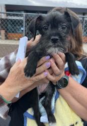 Shelter Stray Female Dog last seen Near N Pilgrim St, Stockton, CA 95205, USA, 1575 S Lincoln St, Stockton, CA 95206, USA