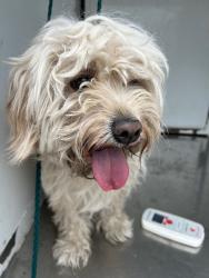 Shelter Stray Male Dog last seen Near N Lincoln St, Stockton, CA 95203, USA, 1575 S Lincoln St, Stockton, CA 95206, USA