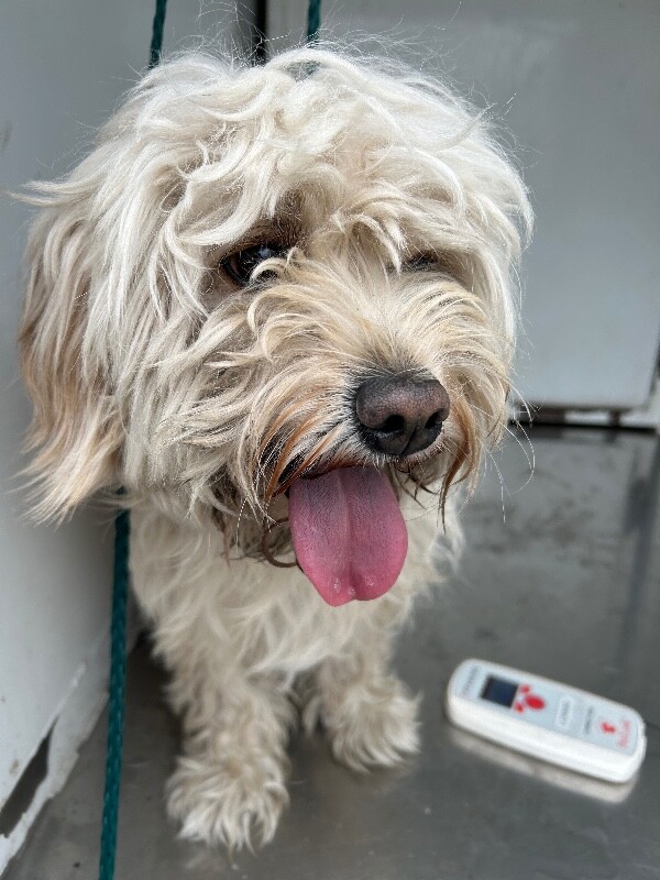Shelter Stray Male Dog last seen Near N Lincoln St, Stockton, CA 95203, USA, 1575 S Lincoln St, Stockton, CA 95206, USA