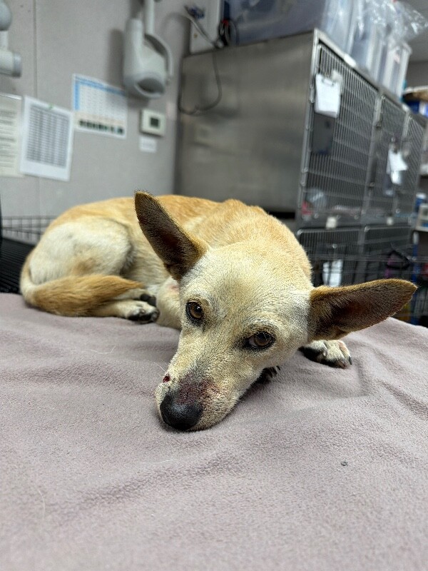 Shelter Stray Male Dog last seen Near E Miner Ave, Stockton, CA 95205, USA, 1575 S Lincoln St, Stockton, CA 95206, USA