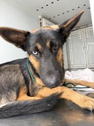 Shelter Stray Male Dog last seen Near N Center St, Stockton, CA 95202, USA, 1575 S Lincoln St, Stockton, CA 95206, USA