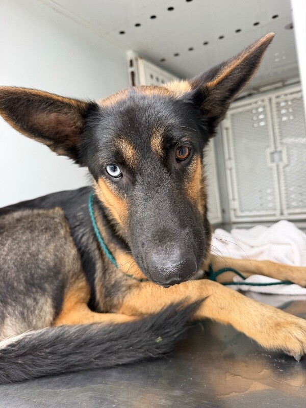 Shelter Stray Male Dog last seen Near N Center St, Stockton, CA 95202, USA, 1575 S Lincoln St, Stockton, CA 95206, USA