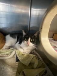 Shelter Stray Female Cat last seen Near S Lincoln St, Stockton, CA 95206, USA, 1575 S Lincoln St, Stockton, CA 95206, USA