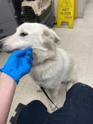 Shelter Stray Female Dog last seen Near Della St, Stockton, CA 95205, USA, 1575 S Lincoln St, Stockton, CA 95206, USA