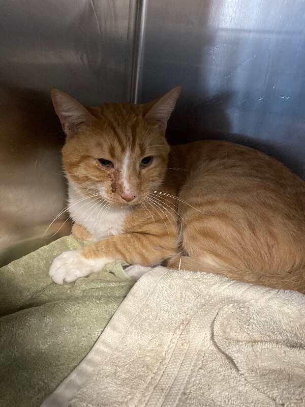 Shelter Stray Male Cat last seen Near S Lincoln St, Stockton, CA 95206, USA, 1575 S Lincoln St, Stockton, CA 95206, USA