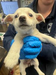Shelter Stray Female Dog last seen Near E Lindsay St, Stockton, CA 95205, USA, 1575 S Lincoln St, Stockton, CA 95206, USA