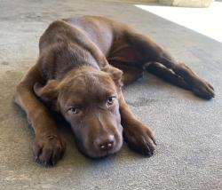 Shelter Stray Female Dog last seen Near E Oak St, Stockton, CA 95202, USA, 1575 S Lincoln St, Stockton, CA 95206, USA