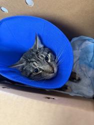 Shelter Stray Female Cat last seen Near Corral Hollow Rd, Tracy, CA 95376, USA, 1575 S Lincoln St, Stockton, CA 95206, USA