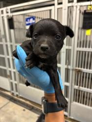 Shelter Stray Female Dog last seen Kaiser Rd & Burnham Rd, California 95215, USA, 1575 S Lincoln St, Stockton, CA 95206, USA