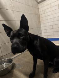Shelter Stray Female Dog last seen Near Argonaut St, Stockton, CA 95203, USA, 1575 S Lincoln St, Stockton, CA 95206, USA