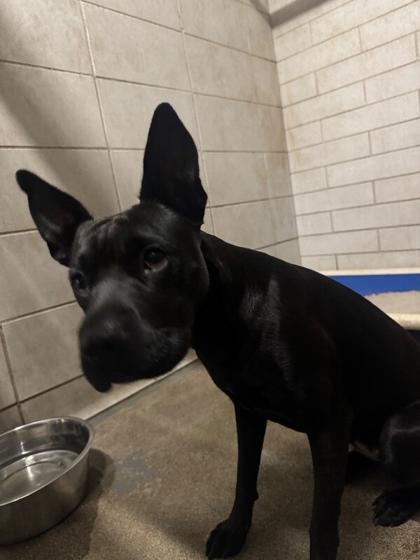 Shelter Stray Female Dog last seen Near Argonaut St, Stockton, CA 95203, USA, 1575 S Lincoln St, Stockton, CA 95206, USA