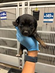 Shelter Stray Female Dog last seen Kaiser Rd & Burnham Rd, California 95215, USA, 1575 S Lincoln St, Stockton, CA 95206, USA