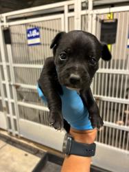 Shelter Stray Male Dog last seen Kaiser Rd & Burnham Rd, California 95215, USA, 1575 S Lincoln St, Stockton, CA 95206, USA
