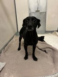 Shelter Stray Female Dog last seen Kaiser Rd & Burnham Rd, California 95215, USA, 1575 S Lincoln St, Stockton, CA 95206, USA