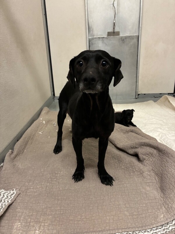 Shelter Stray Female Dog last seen Kaiser Rd & Burnham Rd, California 95215, USA, 1575 S Lincoln St, Stockton, CA 95206, USA