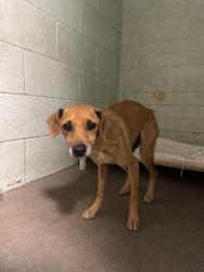 Shelter Stray Female Dog last seen Kaiser Rd & Burnham Rd, California 95215, USA, 1575 S Lincoln St, Stockton, CA 95206, USA