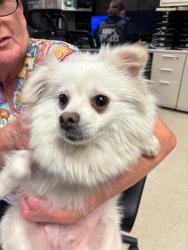 Shelter Stray Female Dog last seen Near Alexandria Pl, Stockton, CA 95207, USA, 1575 S Lincoln St, Stockton, CA 95206, USA