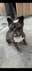 Shelter Stray Female Dog last seen Near S American St, Stockton, CA 95202, USA, 1575 S Lincoln St, Stockton, CA 95206, USA
