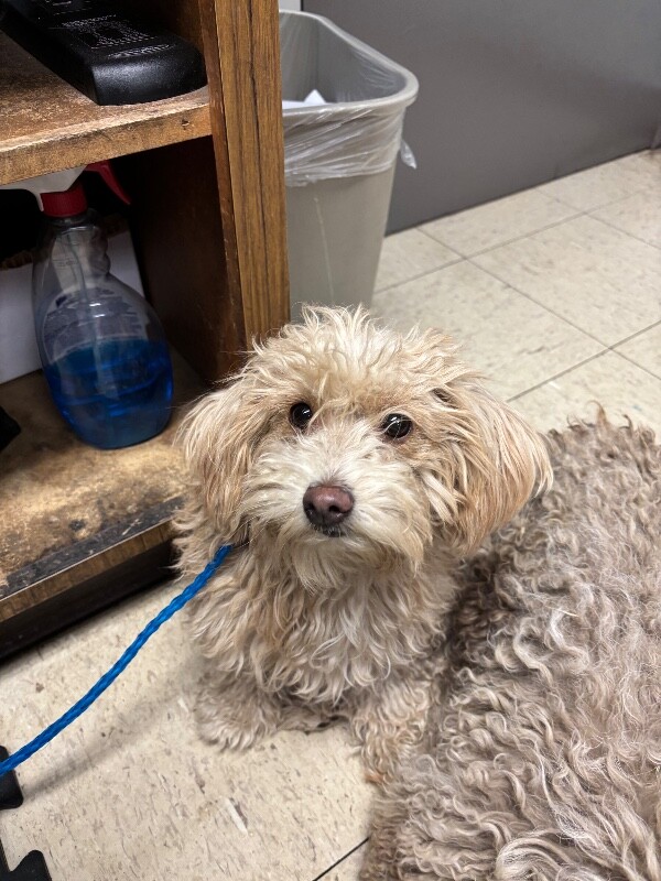Shelter Stray Female Dog last seen Near S Lincoln St, Stockton, CA 95206, USA, 1575 S Lincoln St, Stockton, CA 95206, USA