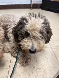 Shelter Stray Male Dog last seen Near S Lincoln St, Stockton, CA 95206, USA, 1575 S Lincoln St, Stockton, CA 95206, USA