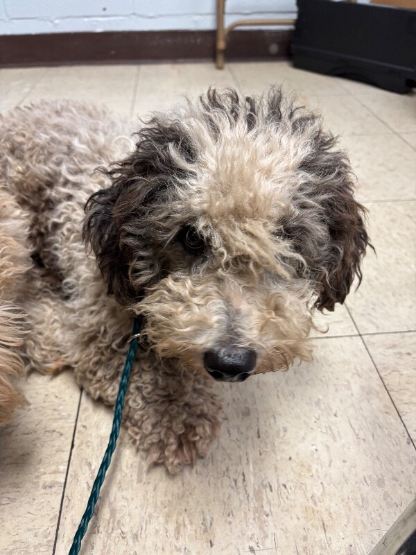 Shelter Stray Male Dog last seen Near S Lincoln St, Stockton, CA 95206, USA, 1575 S Lincoln St, Stockton, CA 95206, USA