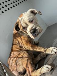 Shelter Stray Male Dog last seen Near N El Dorado St, Stockton, CA 95210, USA, 1575 S Lincoln St, Stockton, CA 95206, USA