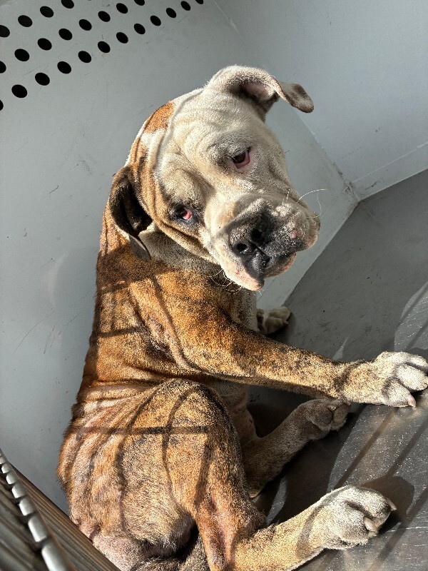 Shelter Stray Male Dog last seen Near N El Dorado St, Stockton, CA 95210, USA, 1575 S Lincoln St, Stockton, CA 95206, USA