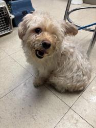 Shelter Stray Male Dog last seen Near W Robinhood Dr, Stockton, CA 95207, USA, 1575 S Lincoln St, Stockton, CA 95206, USA