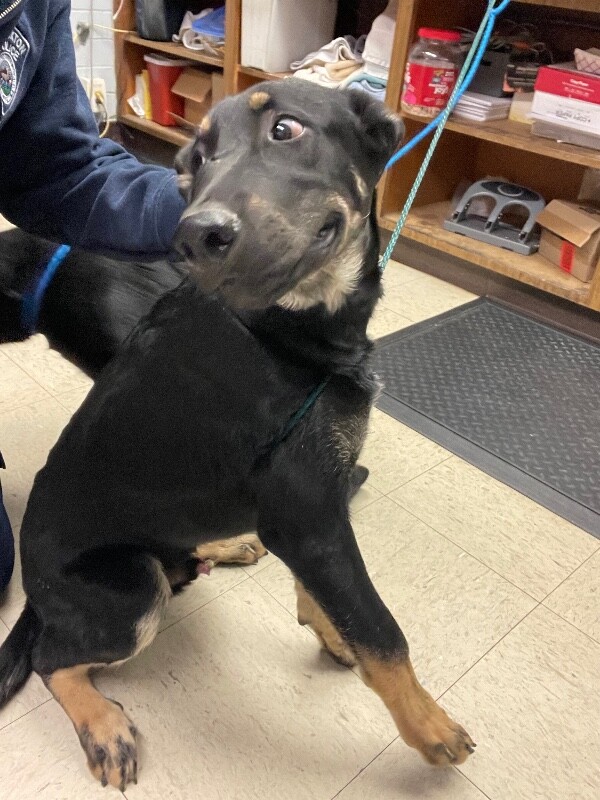 Shelter Stray Male Dog last seen Near N Wilson Way, Stockton, CA 95205, USA, 1575 S Lincoln St, Stockton, CA 95206, USA