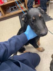 Shelter Stray Male Dog last seen Near N Wilson Way, Stockton, CA 95205, USA, 1575 S Lincoln St, Stockton, CA 95206, USA