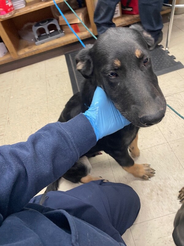Shelter Stray Male Dog last seen Near N Wilson Way, Stockton, CA 95205, USA, 1575 S Lincoln St, Stockton, CA 95206, USA