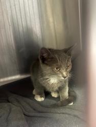 Shelter Stray Unknown Cat last seen Near McDougald Blvd, Stockton, CA 95206, USA, 1575 S Lincoln St, Stockton, CA 95206, USA