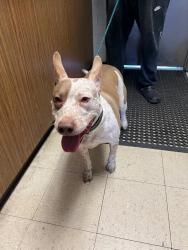 Shelter Stray Female Dog last seen Near Colorado Ave, Stockton, CA 95206, USA, 1575 S Lincoln St, Stockton, CA 95206, USA