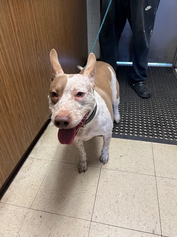 Shelter Stray Female Dog last seen Near Colorado Ave, Stockton, CA 95206, USA, 1575 S Lincoln St, Stockton, CA 95206, USA
