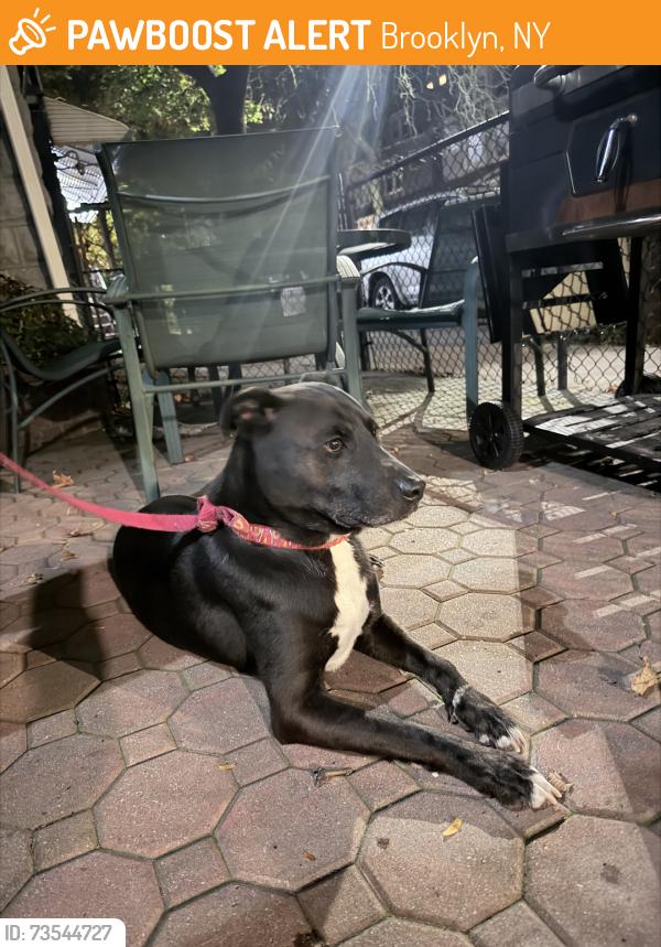 Found/Stray Male Dog last seen Near East 8th Street (Kensington), Brooklyn, NY 11218