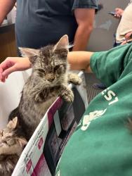 Shelter Stray Male Cat last seen Near Dauphin Dr, Stockton, CA 95210, USA, 1575 S Lincoln St, Stockton, CA 95206, USA