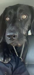 Shelter Stray Male Dog last seen Near Orwood St, Stockton, CA 95205, USA, 1575 S Lincoln St, Stockton, CA 95206, USA
