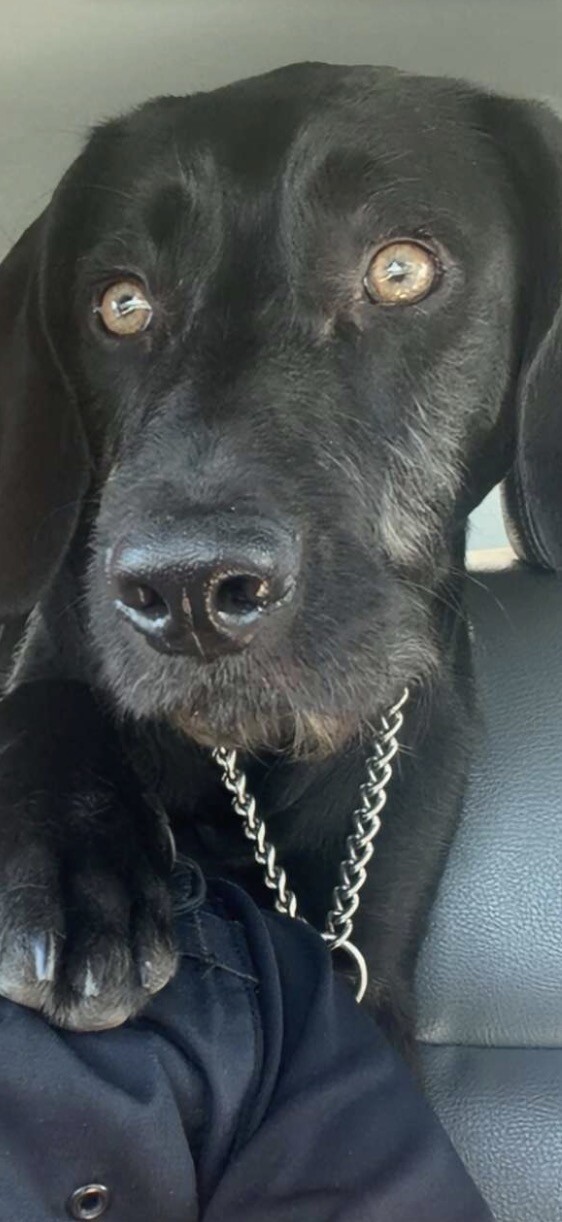 Shelter Stray Male Dog last seen Near Orwood St, Stockton, CA 95205, USA, 1575 S Lincoln St, Stockton, CA 95206, USA