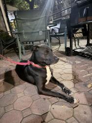 Found/Stray Male Dog last seen Near East 8th Street (Kensington), Brooklyn, NY 11218