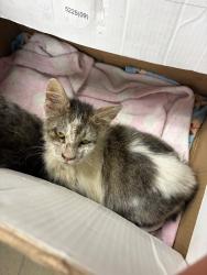 Shelter Stray Male Cat last seen Near Dauphin Dr, Stockton, CA 95210, USA, 1575 S Lincoln St, Stockton, CA 95206, USA