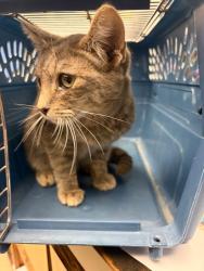 Shelter Stray Male Cat last seen Near Thornton Rd, Stockton, CA 95209, USA, 1575 S Lincoln St, Stockton, CA 95206, USA