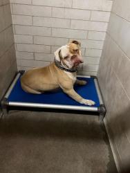 Shelter Stray Male Dog last seen Near Leonardini Rd, Stockton, CA 95215, USA, 1575 S Lincoln St, Stockton, CA 95206, USA