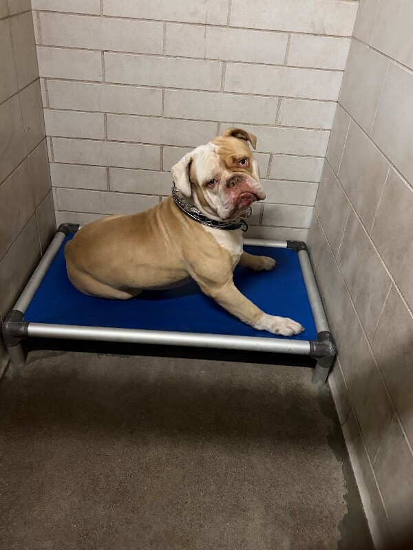 Shelter Stray Male Dog last seen Near Leonardini Rd, Stockton, CA 95215, USA, 1575 S Lincoln St, Stockton, CA 95206, USA