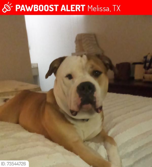 Lost Male Dog last seen Burls car dealership in Melissa tx, Melissa, TX 75454