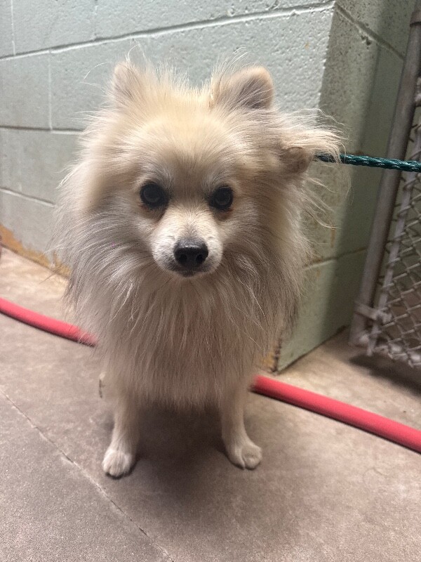 Shelter Stray Male Dog last seen Woodshire St, Stockton, CA 95206, USA, 1575 S Lincoln St, Stockton, CA 95206, USA